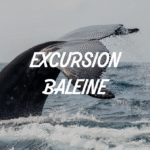 EXCURSION BALEINE